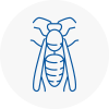 Alnwick Wasp Nest Removal